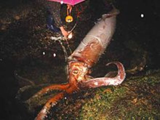 The first images of a live giant squid