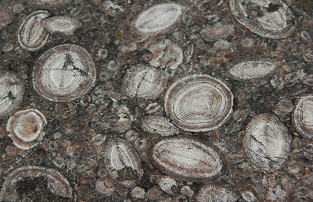 Continúa la separación coninental hasta formar los continentes actuales