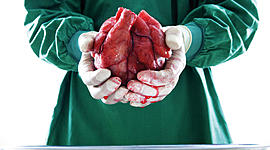 Timeline: Cuf (Transplantes y historia)