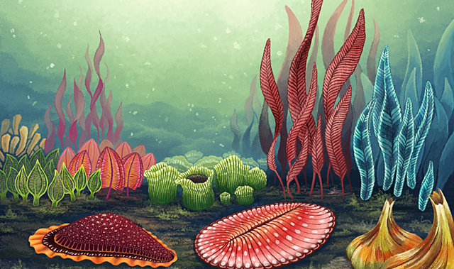 Abundancia de fauna marina