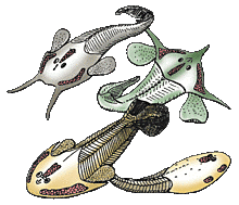 Comienza la edad de los peces, primeros sin mandíbula