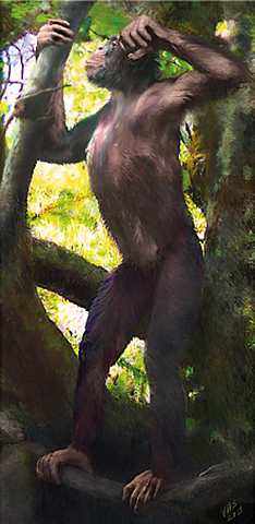 Aparecen los primeros primates antropoides