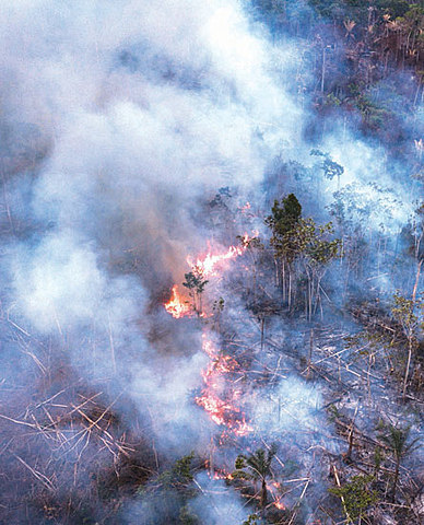 2019: Consenso internacional : Urgencia de Cambio climatico