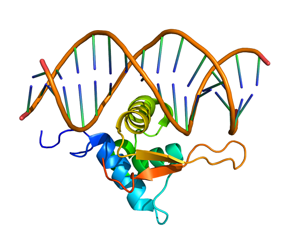 Componentes nucleares