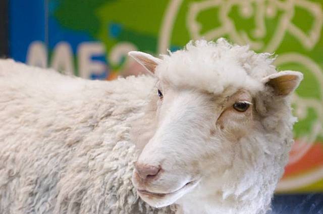 Nace la oveja Dolly, el primer animal clonado