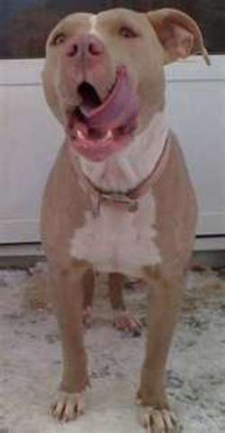 When (Gadii) was born/my pitbull