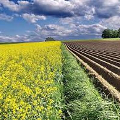 Timeline: Historia de la Agricultura