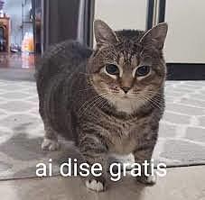 La web se vuelve gratuita para todos.