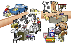 Fase de Producción y Distribución