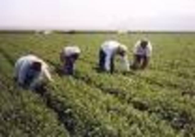 California Farming