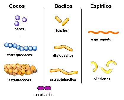 Clasificación de Bacterias