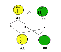 Mendel anuncia las leyes de la herencia