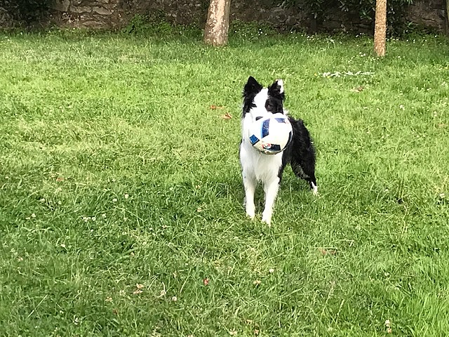 Nire txakurraren jaiotza