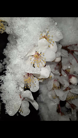 The earlier Spring in Mariam's garden