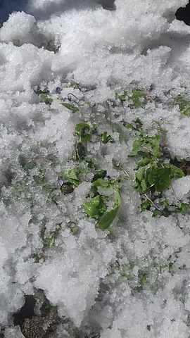 The earlier Spring in Anano's garden