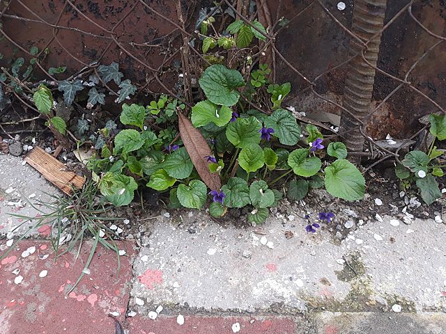 The earlier Spring in Mari's garden