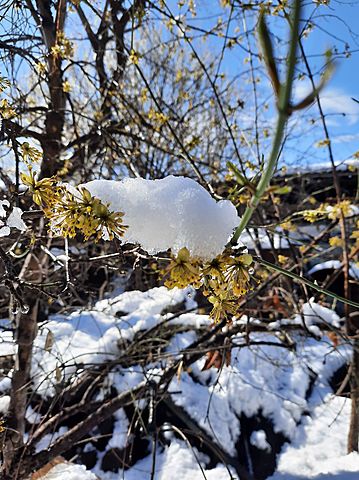 The earlier Spring in Nikolozi's garden