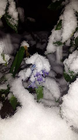 The earlier Spring in Levani's garden