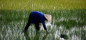 Champa Rice to China