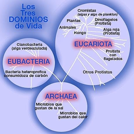 Nueva clasificación de Woese
