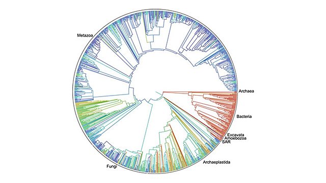 Árbol Filogenético.
