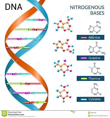 Johan Friedrich Mischer