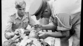 Timeline: world war 11