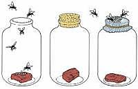 Debate sobre Generación Espontanea