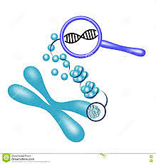 Osward Avery, Colin Mac Leod, Maclyn Mc Corty