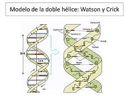 James Watson, Francis Crick
