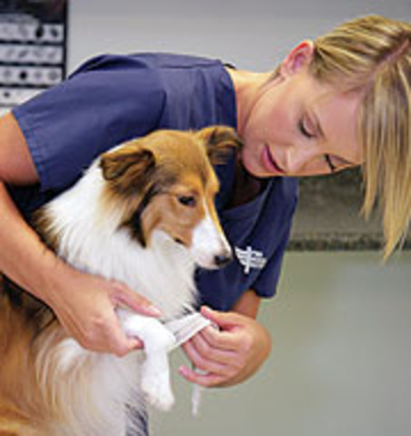 my first day as a vets assient