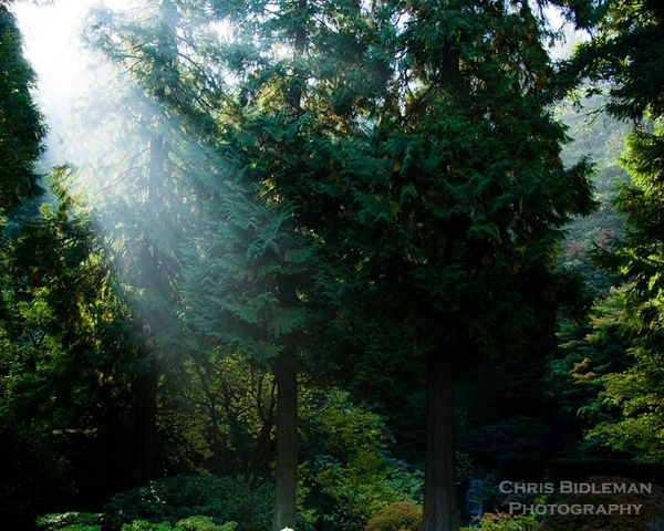 i climbed higher than i ever had before in a tree