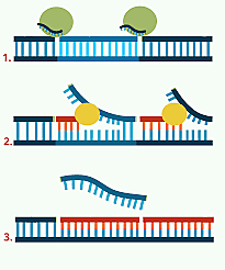 Se comienza a usar la enzima termos acuáticos en la PCR