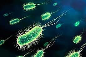 Clasificación de bacterias