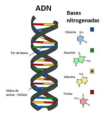 Monómeros ADN