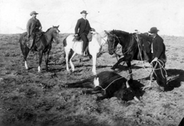 First encounter witht he cow-boys