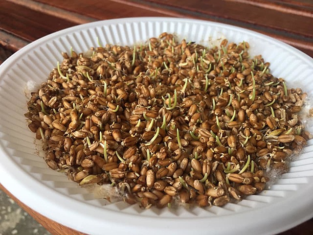 ჯეჯილის დათესვა–გაზრდა