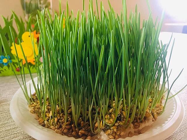 გამწვანებული ჯეჯილი