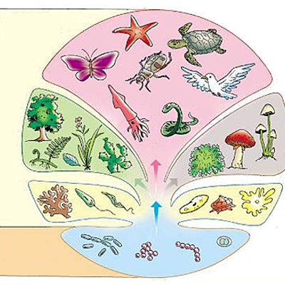 Timeline: Historia de la taxonomia