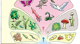 Timeline: Historia de la taxonomia