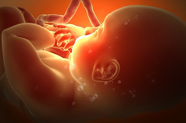 24-40 semanas de gestacion