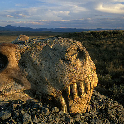 Timeline: ¿Qué son las extinciones masivas y qué las causa? En los últimos 500 millones de años, la vida en la Tierra ha tenido que recuperarse de cinco golpes catastróficos. ¿Están los humanos ocasionando un sexto?  [Escala: millones de años atrás]