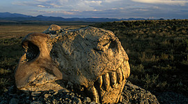 Timeline: ¿Qué son las extinciones masivas y qué las causa? En los últimos 500 millones de años, la vida en la Tierra ha tenido que recuperarse de cinco golpes catastróficos. ¿Están los humanos ocasionando un sexto?  [Escala: millones de años atrás]