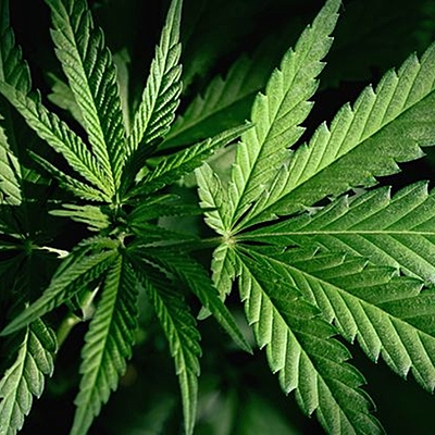 Timeline: Marihuana: Antes y ahora