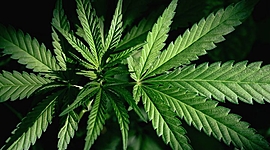 Timeline: Marihuana: Antes y ahora