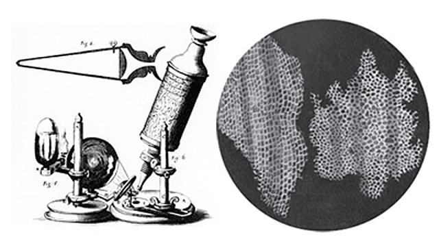 Robert Hooke Observa y descubre el concepto célula.