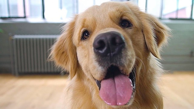 Primera mascota (un perro)