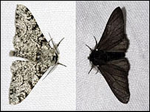 Darwin Publishes On the Origin of Species by Means of Natural Selection