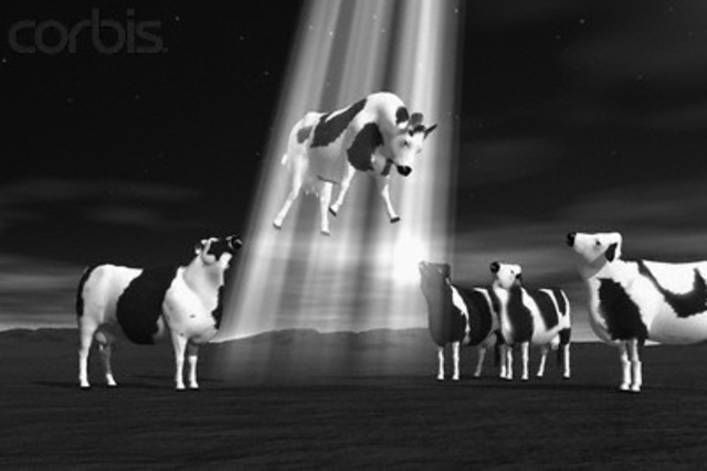 Sam is accused for stealing cattle