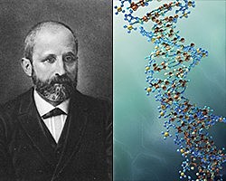 Nucleina y "su papel"